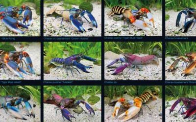 Poster gamberi “Crayfish”