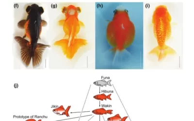 Morfologia del pesce rosso