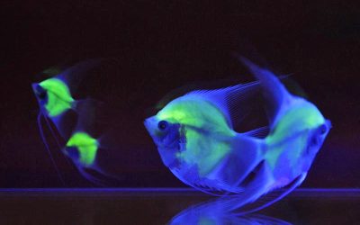 Fluorescenza e Glofish