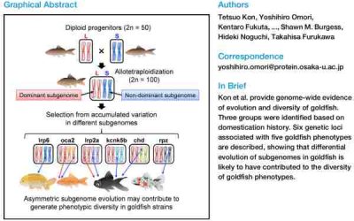 Genetic Basis Goldfish