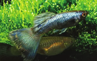 Genetica del guppy per principianti