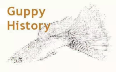 La storia del Guppy