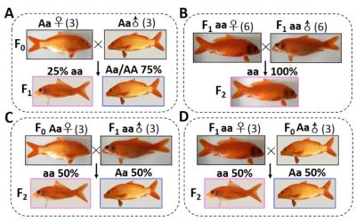 Mutazione trasparente carpa-pesce rosso